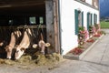 Brown Swiss cows Feeding at a farm Royalty Free Stock Photo