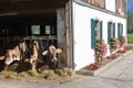 Brown Swiss cows Feeding at a farm Royalty Free Stock Photo