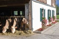 Brown Swiss cows Feeding at a farm Royalty Free Stock Photo