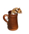 Brown Syrian hamster crawls into a large earthenware beer mug