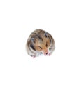 Brown Syrian hamster eating sunflower seeds isolated Royalty Free Stock Photo