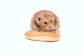 Brown Syrian hamster gnaws delicious bagel