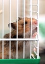 Brown Syrian hamster gnaws inside a cage, eager to freedom