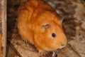 Brown Syrian hamster, Mesocricetus auratus Royalty Free Stock Photo