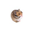 Brown Syrian hamster stands on his hind legs and pinche the nose Royalty Free Stock Photo