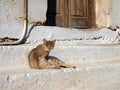 Brown Tabby Ally Cat With Serious Attitude