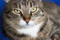 Beautiful brown tabby cat on blue background. Green eyes. Amazing photography