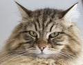 Brown tabby cat face, siberian breed male gender