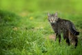 Brown tabby cat in a meadow