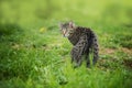 Brown tabby cat in a meadow Royalty Free Stock Photo