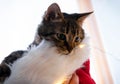 Brown tabby cat in fluffy santa hat looking away near christmas lights at home Royalty Free Stock Photo