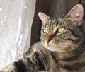 Brown tabby cat gazes into the light