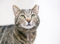 A brown tabby cat that has been eartipped to identify it as spayed or neutered and vaccinated Royalty Free Stock Photo