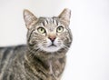 A brown tabby cat that has been eartipped to identify it as spayed or neutered and vaccinated