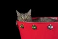 Brown tabby cat in holiday Christmas basket with jingle bells isolated on black looking at camera Royalty Free Stock Photo
