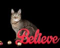 Brown tabby cat isolated on black sitting among holiday Christmas ornaments looking at camera Royalty Free Stock Photo