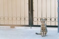 Brown Tabby Cat is looking at the camera Royalty Free Stock Photo