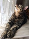 Brown tabby cat looking up