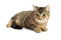 Brown Tabby Cat Lying Down Over White Royalty Free Stock Photo