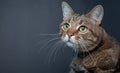 Brown tabby cat portrait