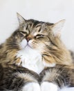 Adorable brown tabby female siberian cat lying in the house Royalty Free Stock Photo