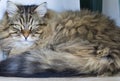 Adorable brown tabby male siberian cat lying in the house Royalty Free Stock Photo
