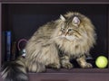 Adorable brown tabby male siberian cat sitting in the house Royalty Free Stock Photo