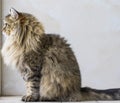 Adorable brown tabby male siberian cat sitting in the house Royalty Free Stock Photo