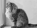 Adorable brown tabby male siberian cat sitting at the window Royalty Free Stock Photo