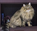 Adorable brown tabby male siberian cat sitting in the house Royalty Free Stock Photo