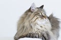 Brown tabby cat of siberian breed lying on the sofa Royalty Free Stock Photo