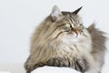 Brown tabby cat of siberian breed lying on the sofa Royalty Free Stock Photo