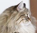 Brown tabby cat of siberian breed lying on the sofa Royalty Free Stock Photo