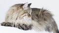 Brown tabby cat of siberian breed lying on the sofa Royalty Free Stock Photo