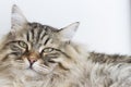 Brown tabby cat of siberian breed lying on the sofa Royalty Free Stock Photo