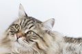 Brown tabby cat of siberian breed lying on the sofa Royalty Free Stock Photo