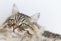 Brown tabby cat of siberian breed lying on the sofa Royalty Free Stock Photo