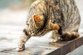 A brown tabby cat sits on a wooden porch and licks its paw. The concept of Pets and their care