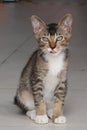 Brown tabby cat is sitting , licking lip and looking at camera