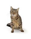 Brown Tabby Cat Sitting Looking at Camera Royalty Free Stock Photo