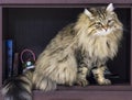 Cute brown tabby male siberian cat sitting in the house Royalty Free Stock Photo