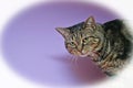 Brown Tabby Cat on a Violet Background with Vignette