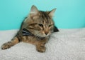 Brown tabby cat wearing a bow tie on a white blanket