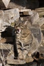 Brown Tabby Domestic Cat, Female Licking its Nose, Normandy