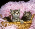 Brown Tabby Domestic Cat, Kittens playing in Basket with Wool Royalty Free Stock Photo