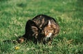 Brown Tabby Domestic Cat Scratching