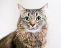 A brown tabby domestic medium hair cat with dilated pupils