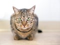 A brown tabby domestic shorthair cat crouching