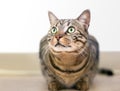 A brown tabby domestic shorthair cat crouching