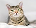 A brown tabby domestic shorthair cat resting on a blanket Royalty Free Stock Photo